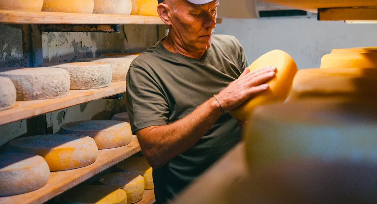 Traditionelle Käserei im Baltikum mit handgemachtem Käse auf Holzbrettern