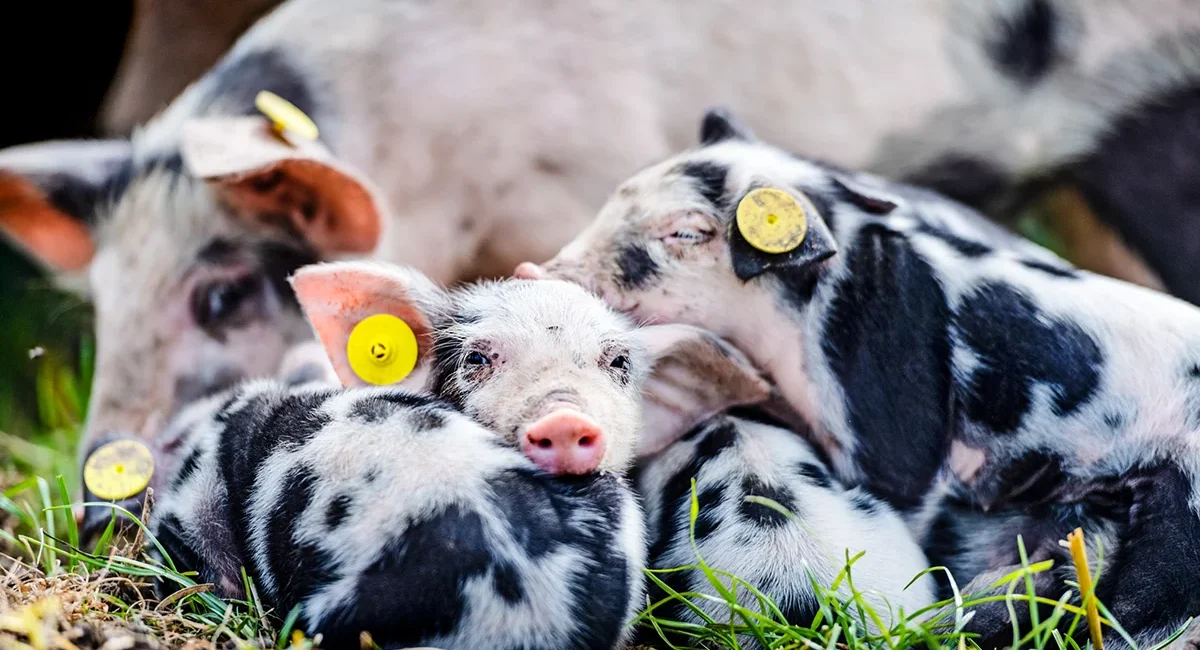 Eine schwarz gefleckte Muttersau liegt auf einer grünen Wiese, neben ihr ruhen vier kleine Ferkel. Die Ferkel haben ebenfalls schwarze Flecken und liegen dicht bei ihrer Mutter im Gras.