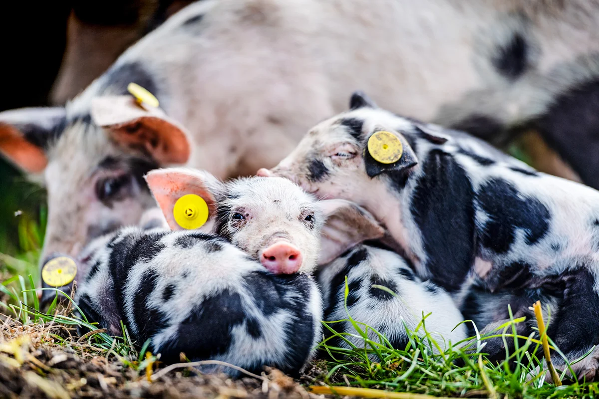 Eine schwarz gefleckte Muttersau liegt auf einer grünen Wiese, neben ihr ruhen vier kleine Ferkel. Die Ferkel haben ebenfalls schwarze Flecken und liegen dicht bei ihrer Mutter im Gras.