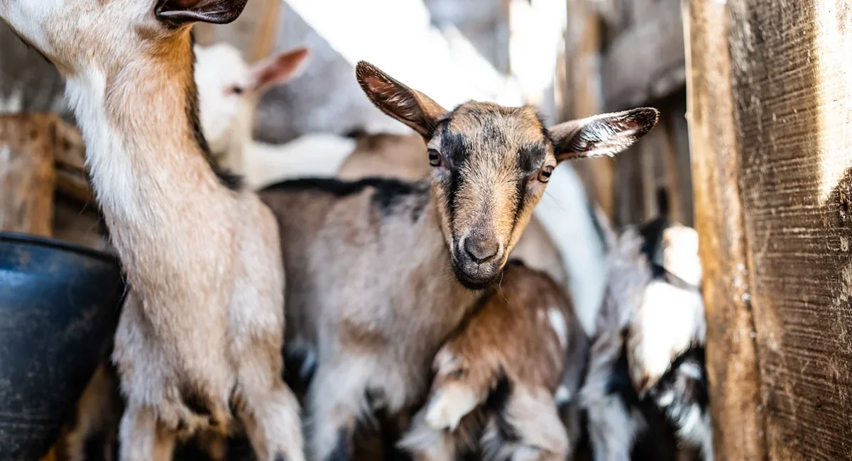Eine Gruppe von kleinen Ziegen in einem rustikalen Holzverschlag in der österreichischen Region Kärnten.