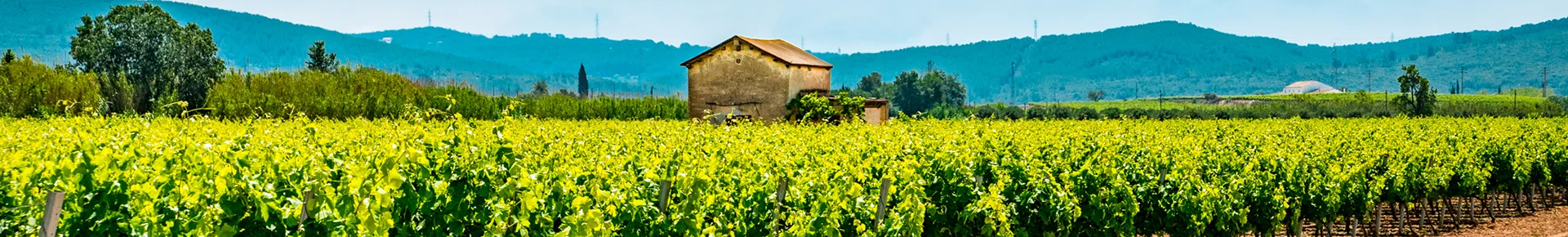 Panoramablick über die Weinberge der Region Penedès in Katalonien mit Reben auf sanften Hügeln.