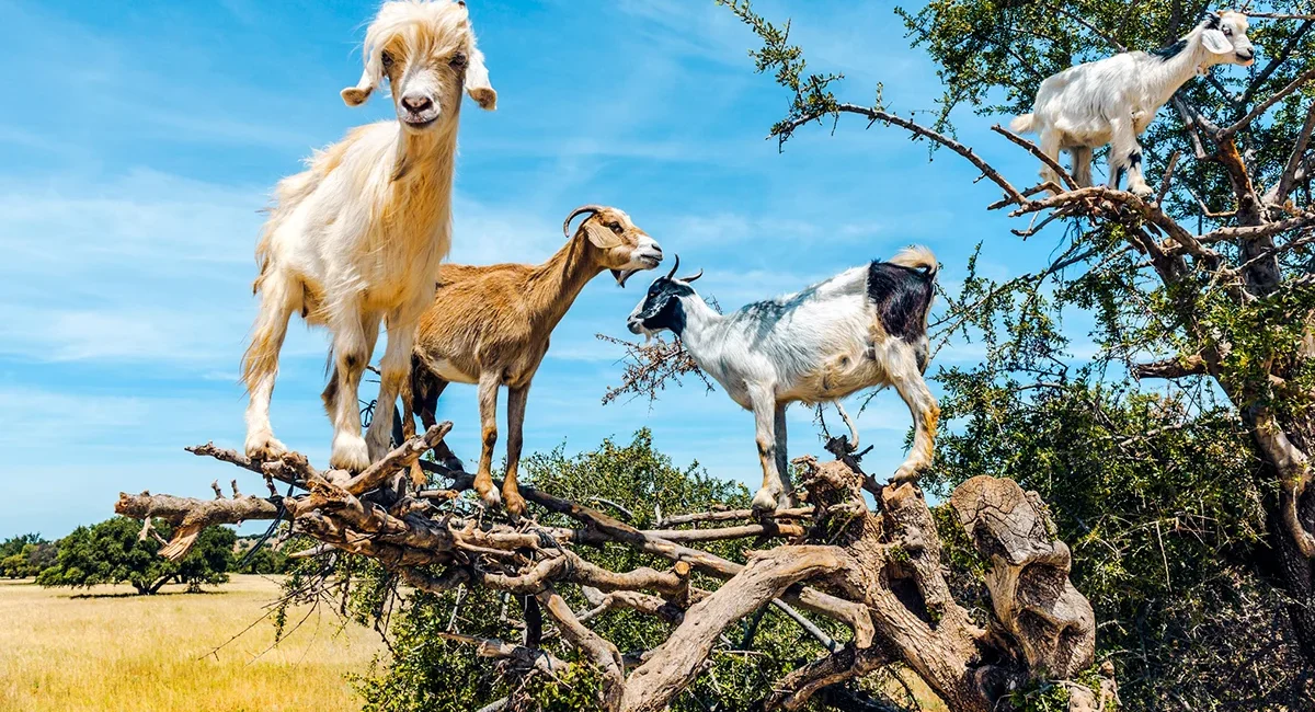 Vier Ziegen stehen auf den Ästen eines Arganbaums in Marokko. Die Tiere balancieren geschickt im Baum über der trockenen Landschaft.