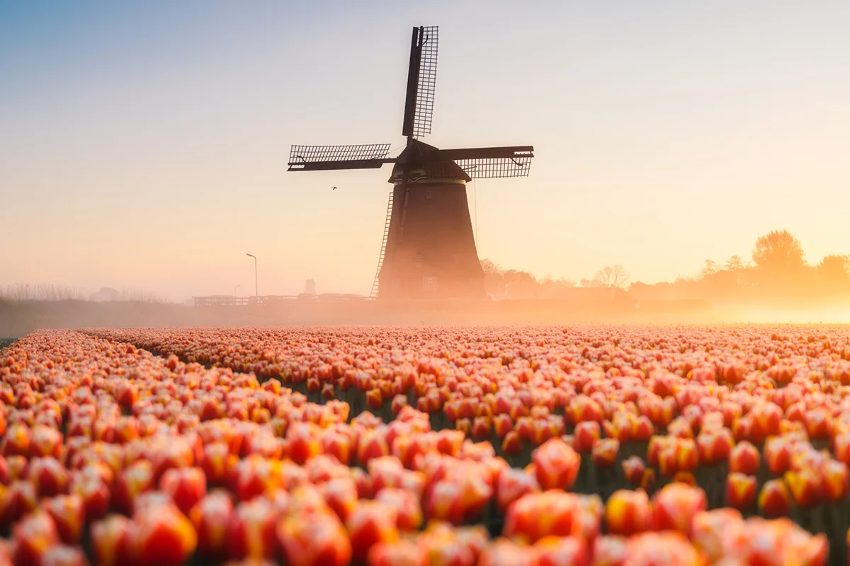 Ein Tulpenfeld mit rot-gelbe Tulpen liegt im warmen Licht der Golden Hour. Im Hintergrund steht eine Windmühle, während leichter Nebel über dem Feld liegt.