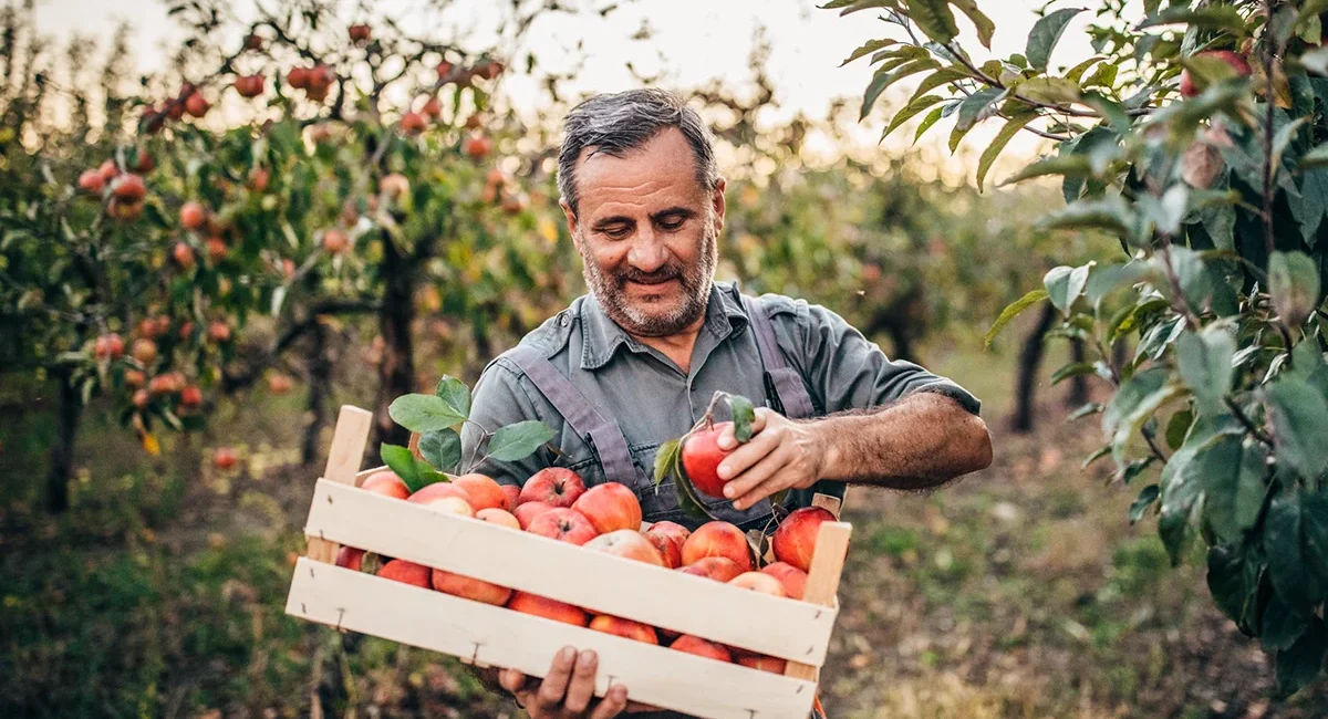 Ein Bauer erntet Äpfel in einem Obstgarten in Nordspanien und pflückt die Früchte von den Bäumen.