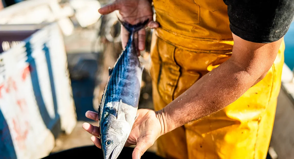 Ein Fischer in Schweden hält einen frisch gefangenen Fisch in der Hand und zeigt seinen Fang.