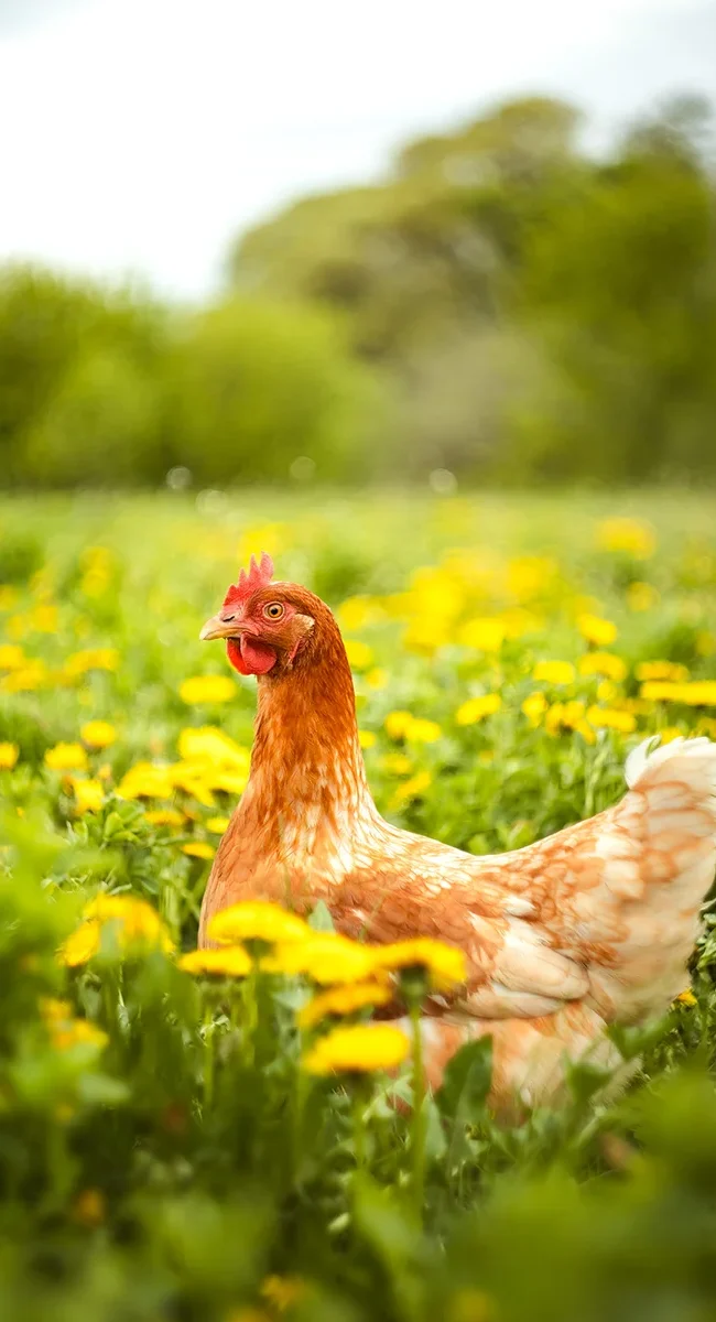 Ein Huhn steht auf einer Wiese mit gelben Löwenzahnblüten in Schweden. Das Tier bewegt sich zwischen Gras und Blumen im Freien.