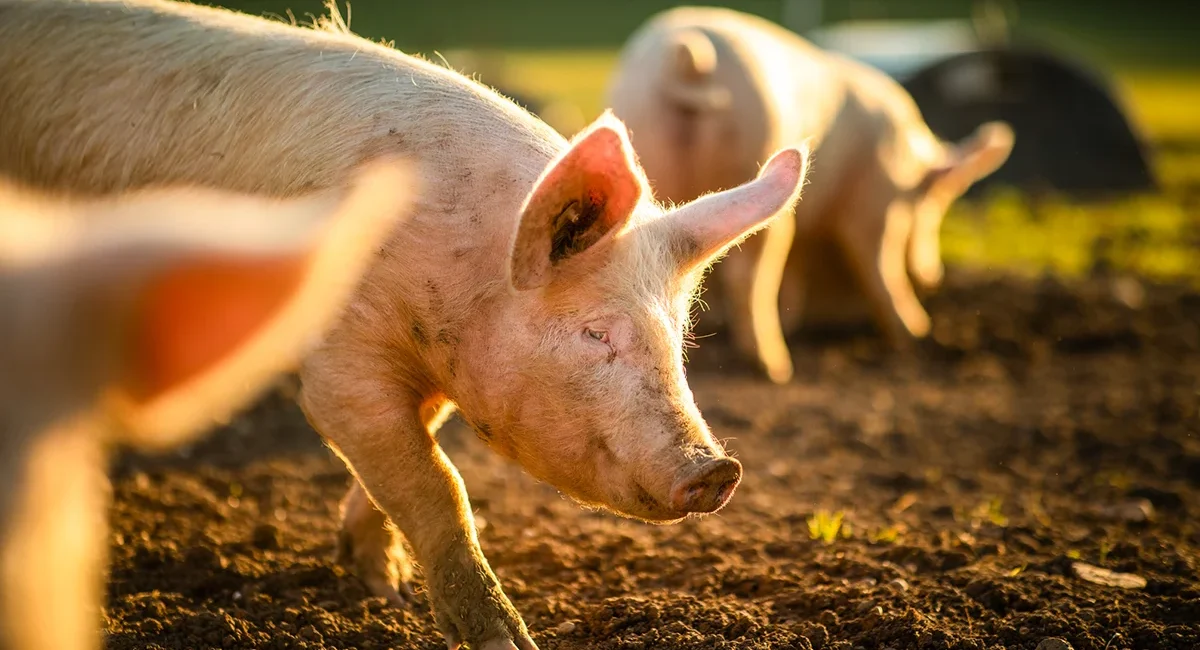 Schweine in Freilandhaltung auf einem Bauernhof in Schweden. Die Tiere bewegen sich frei auf einer Wiese im Freien.