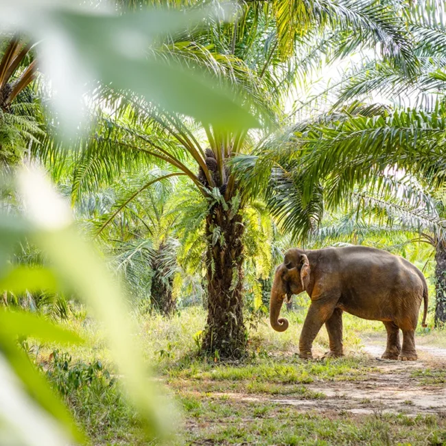 Ein Elefant steht unter einer Palme in der grünen Landschaft in Thailand.