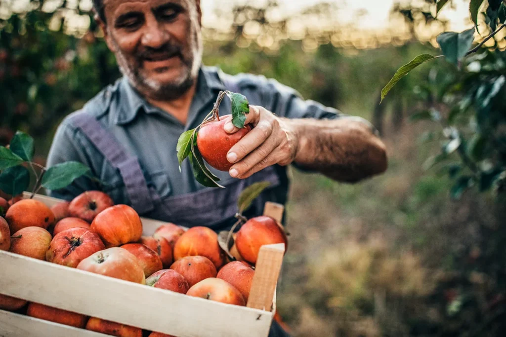 Bauer erntet Äpfel in einer Obstplantage am Bodensee