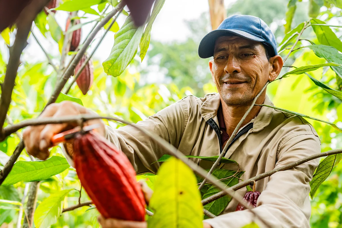 Nahaufnahme eines Mannes bei der Ernte von roten Kakao-Bohnen in Costa Rica
