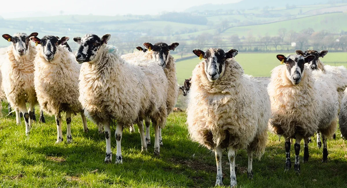 Eine kleine Herde zotteliger Schafe mit markanten schwarz-weiß gesprenkelten Gesichtern blickt neugierig von einer saftig grünen Weide in einer hügeligen englischen Landschaft direkt in die Kamera.