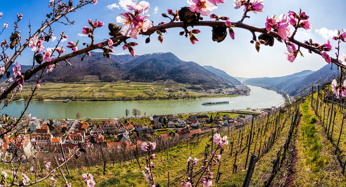 Blick aus den Weinbergen der Wachau auf die Donau im Frühling, eingerahmt von einem Baum mit rosa Blüten.