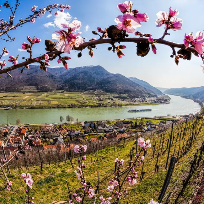 Blick aus den Weinbergen der Wachau auf die Donau im Frühling, eingerahmt von einem Baum mit rosa Blüten.