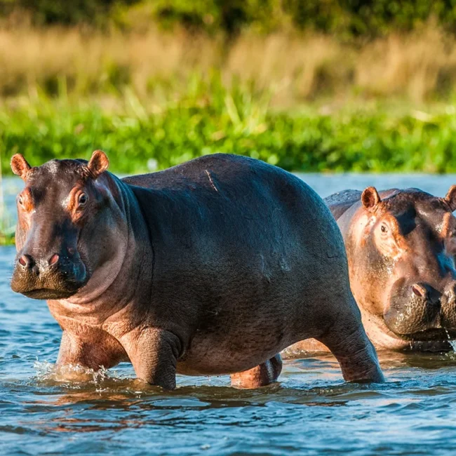 Zwei massige Nilpferde stehen im sonnenbeschienenen, flachen Wasser vor einem grünen Ufer in Kenia, wobei eines der Tiere frontal zur Kamera blickt.