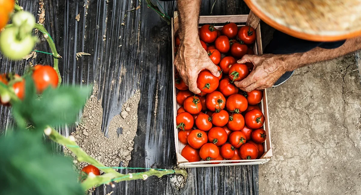 Ein Gärtner mit Strohhut erntet von Hand pralle, rote Tomaten in Marokko und füllt damit behutsam eine rustikale Holzkiste.