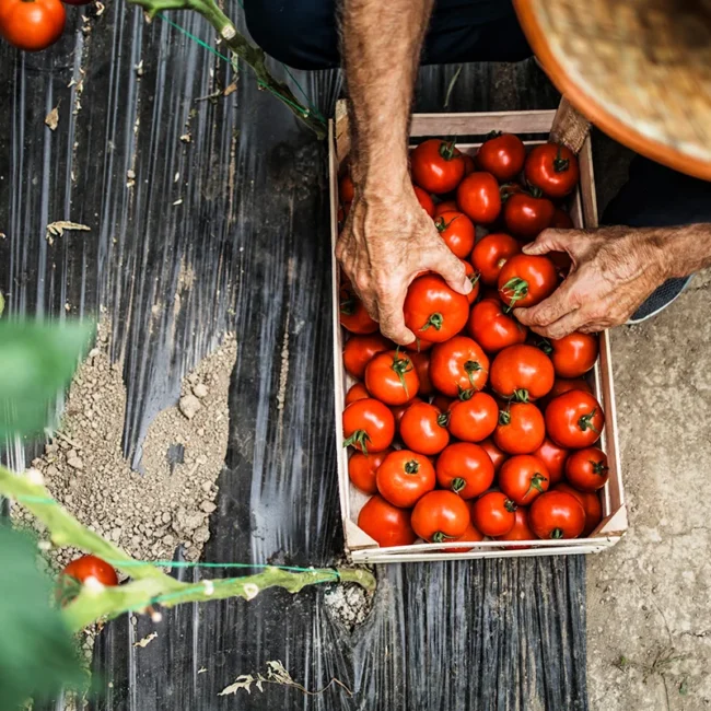 Ein Gärtner mit Strohhut erntet von Hand pralle, rote Tomaten in Marokko und füllt damit behutsam eine rustikale Holzkiste.