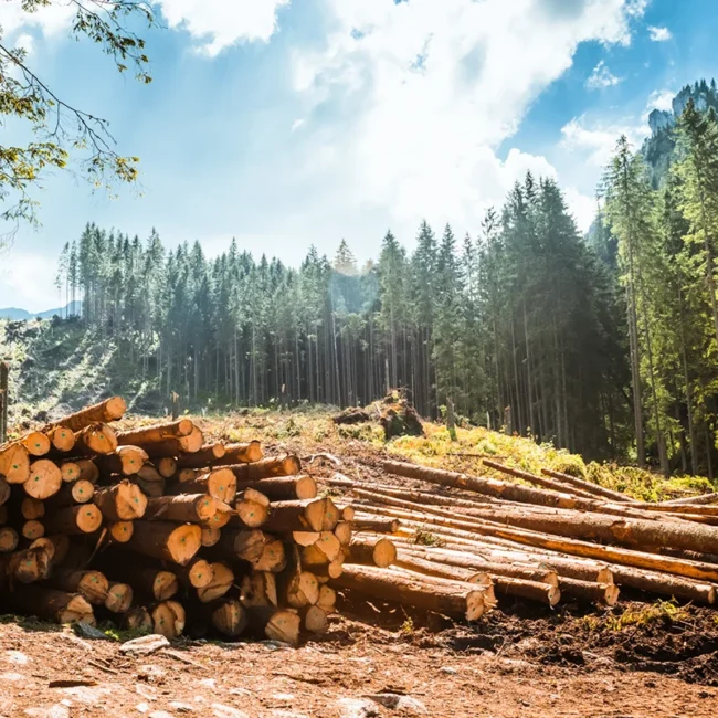 Gefällte Baumstämme im Schwarzwald für die Weiterverarbeitung im Sägewerk
