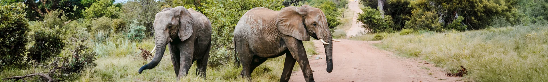 Elefanten kreuzen den Weg in einem Nationalpark in Südafrika