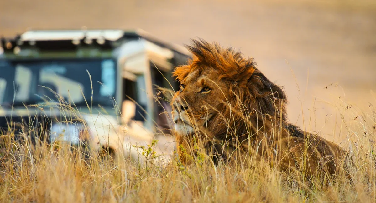 Bei einer Jeep-Safari in Südafrika liegt ein majestetischer Löwe im hohen Gras