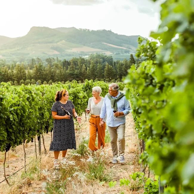 Eine Führung durch die Weinberge in der Weinregion Stellenbosch in Südafrika