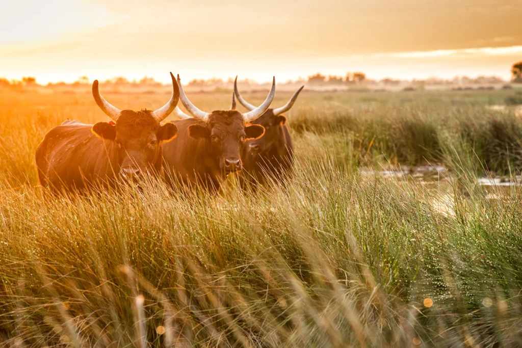 Drei Stiere stehen im Abendlicht im Sumpfgebiet der Camargue in Südfrankreich.
