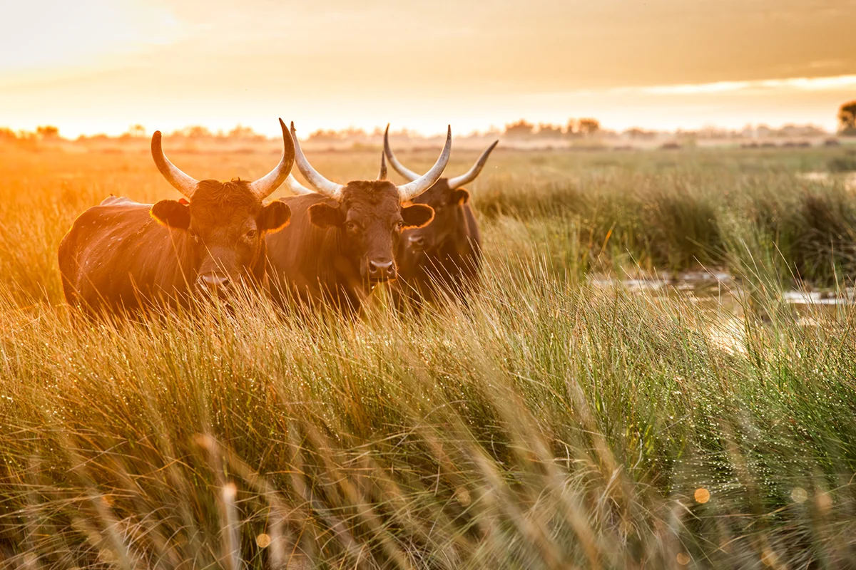 Drei Stiere stehen im Abendlicht im Sumpfgebiet der Camargue in Südfrankreich.