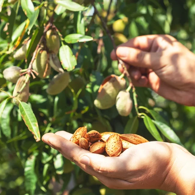 Mandeln werden in einem Obstgarten geerntet, reife Früchte hängen an den Zweigen.