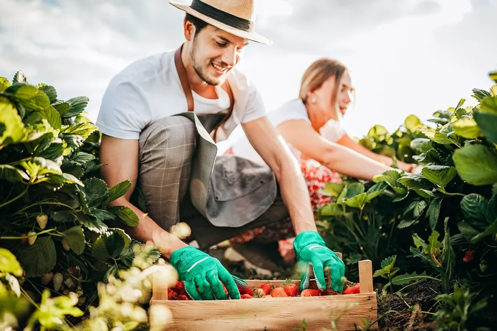 Ein Mann und eine Frau auf einer Erdbeerplantage in Vorarlberg, die Erdbeeren ernten und in eine Holzkiste auf dem Boden legen.